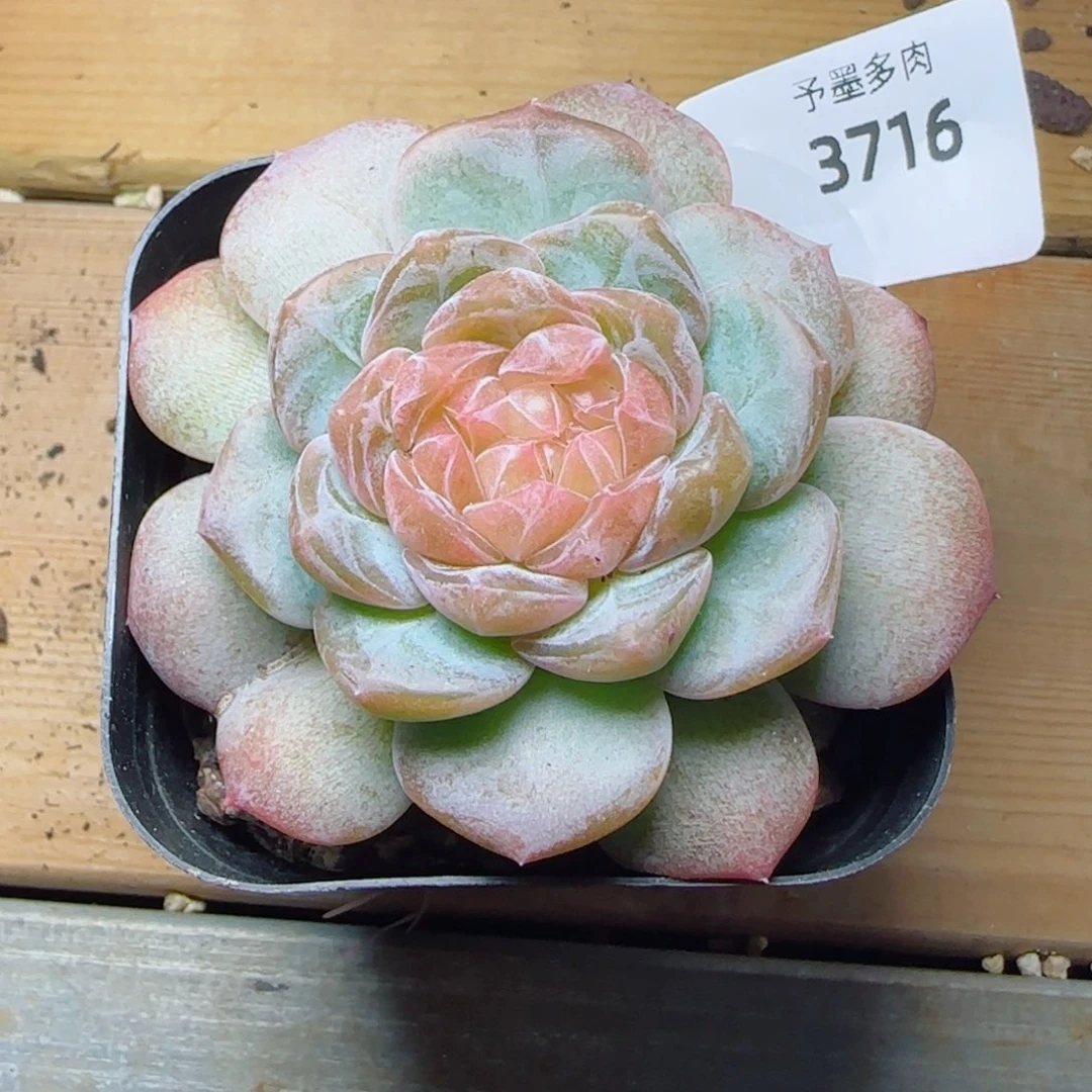 和孤品，3716多肉植物