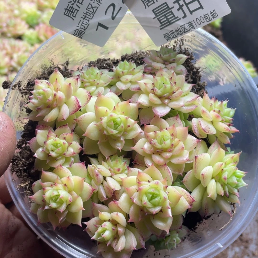 量拍麦秆一份一盒122