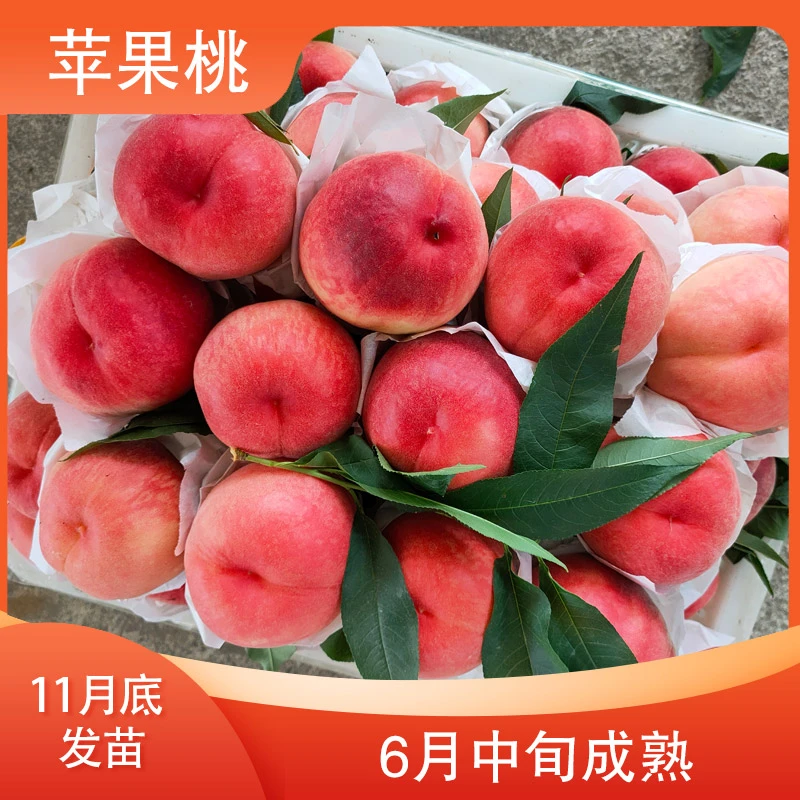 【苹果桃】桃树苗一级 全款 12月发苗 下单发赠品