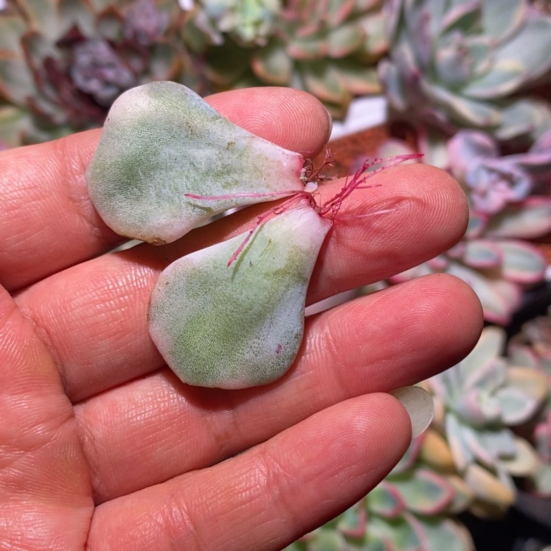 不开花植物饺子皮叶片两个已发根