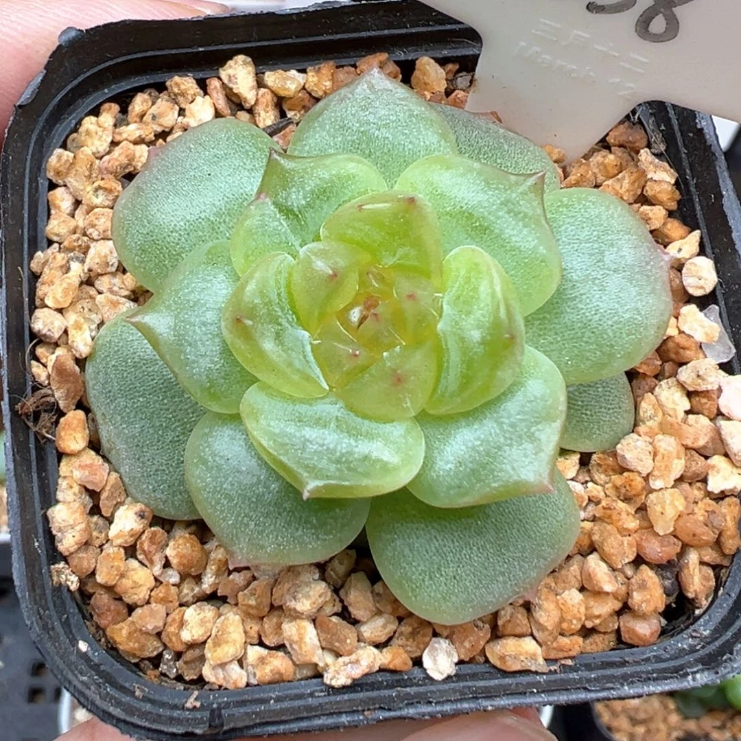 558号宫花系列冷弦