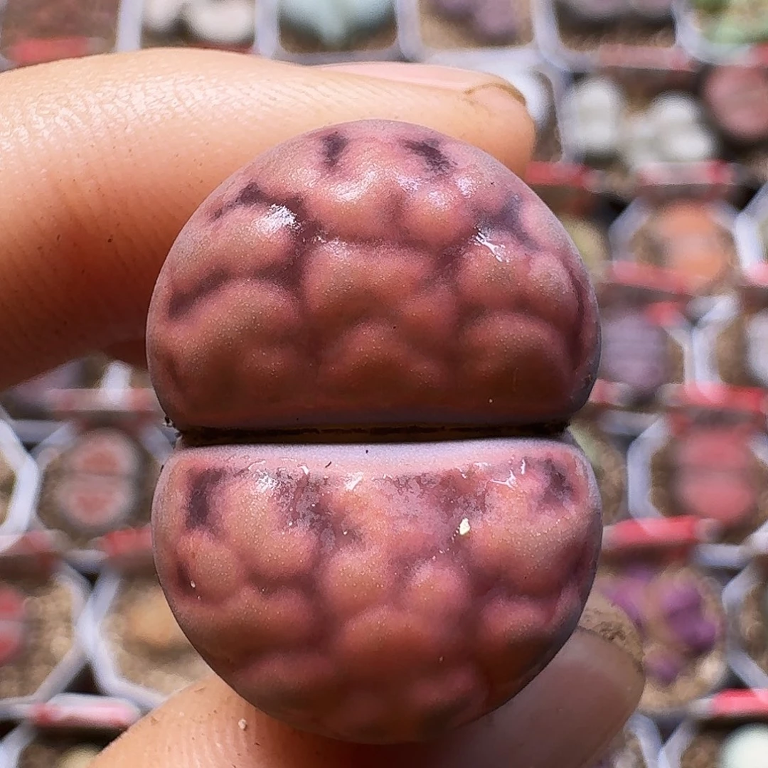 生石花211111。   236
