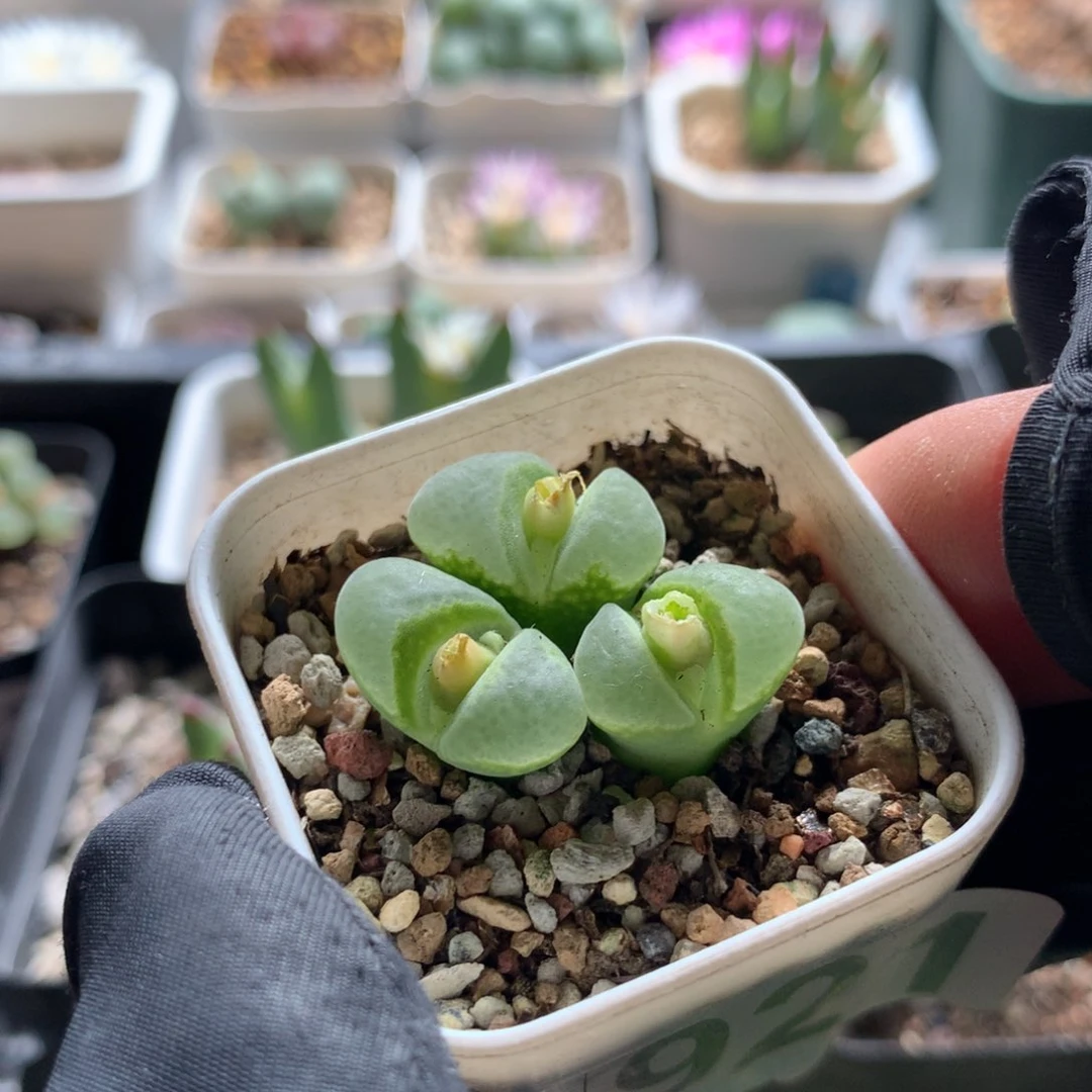 921胖虎风铃母本