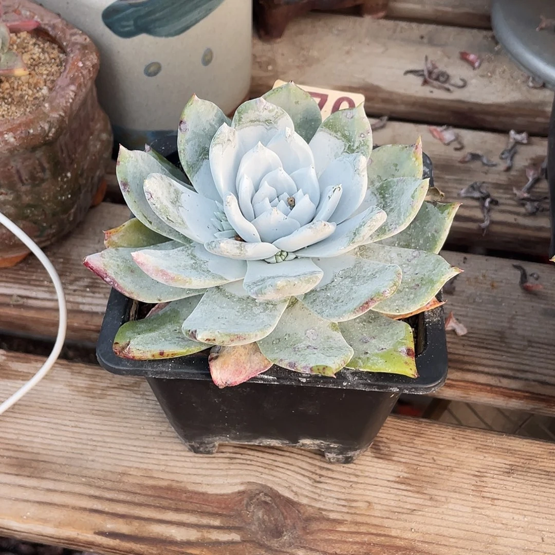 晨溪园艺仙女杯呀