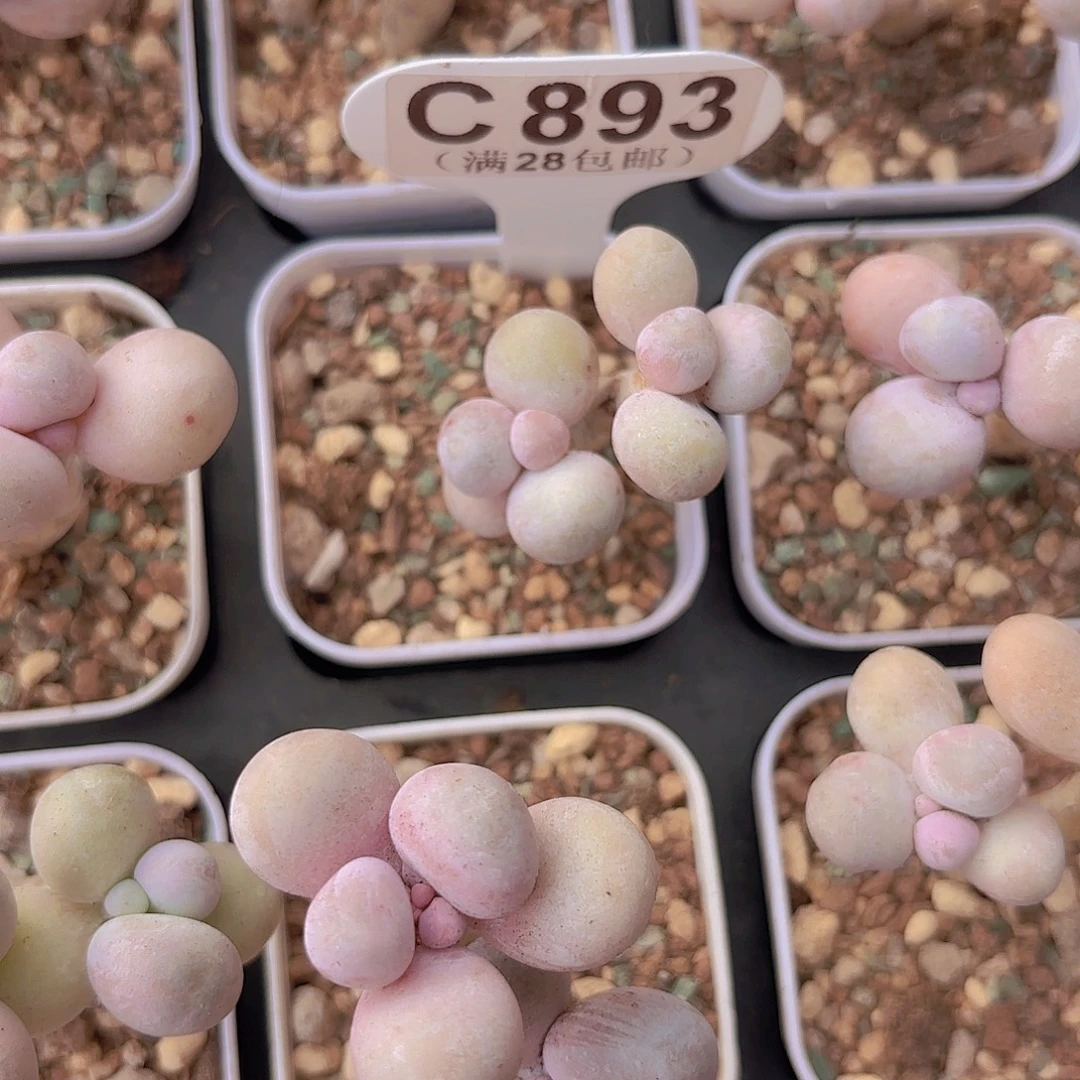 C893水光针奶酪一物语拍