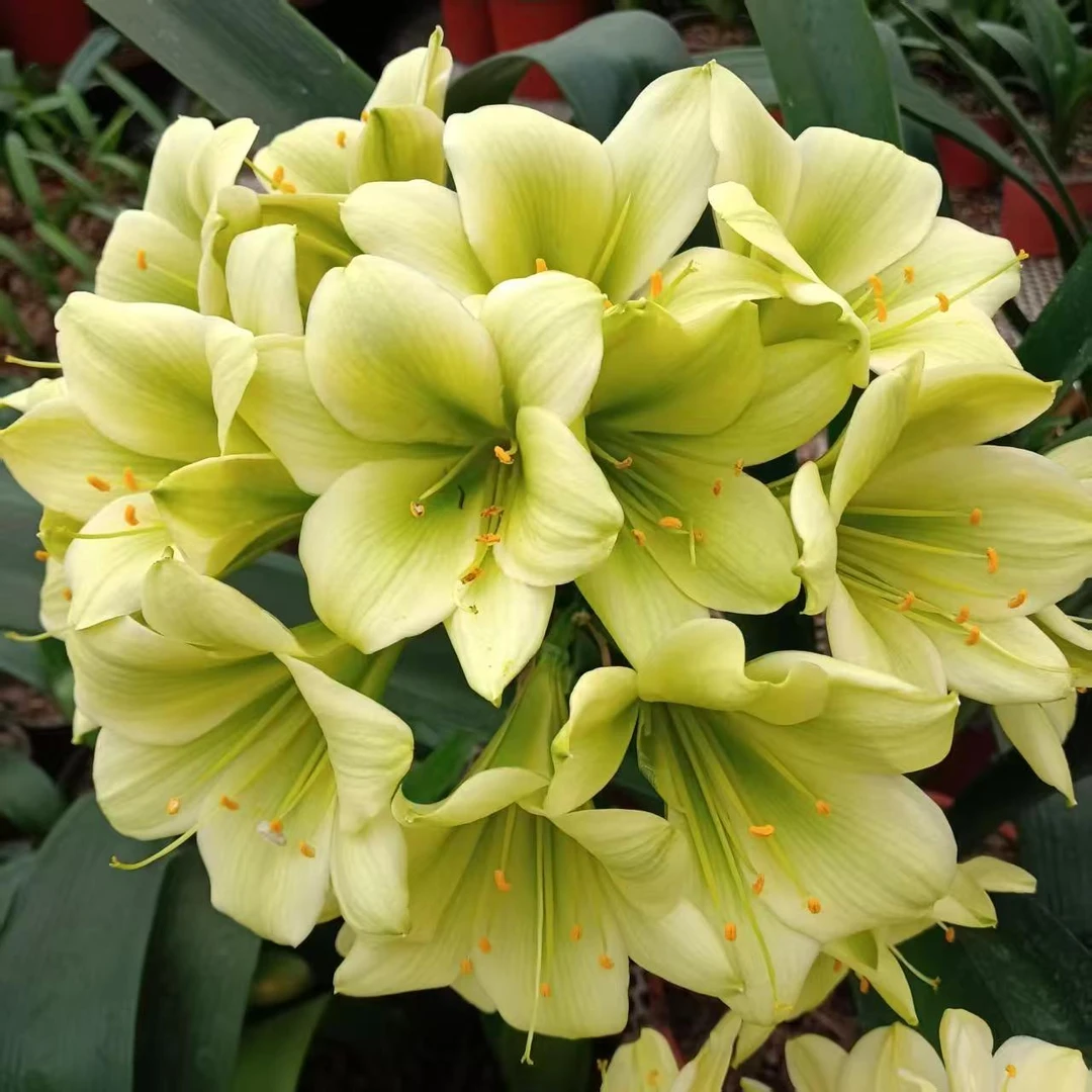 帝王绿君子兰苗以直播间为准不退货