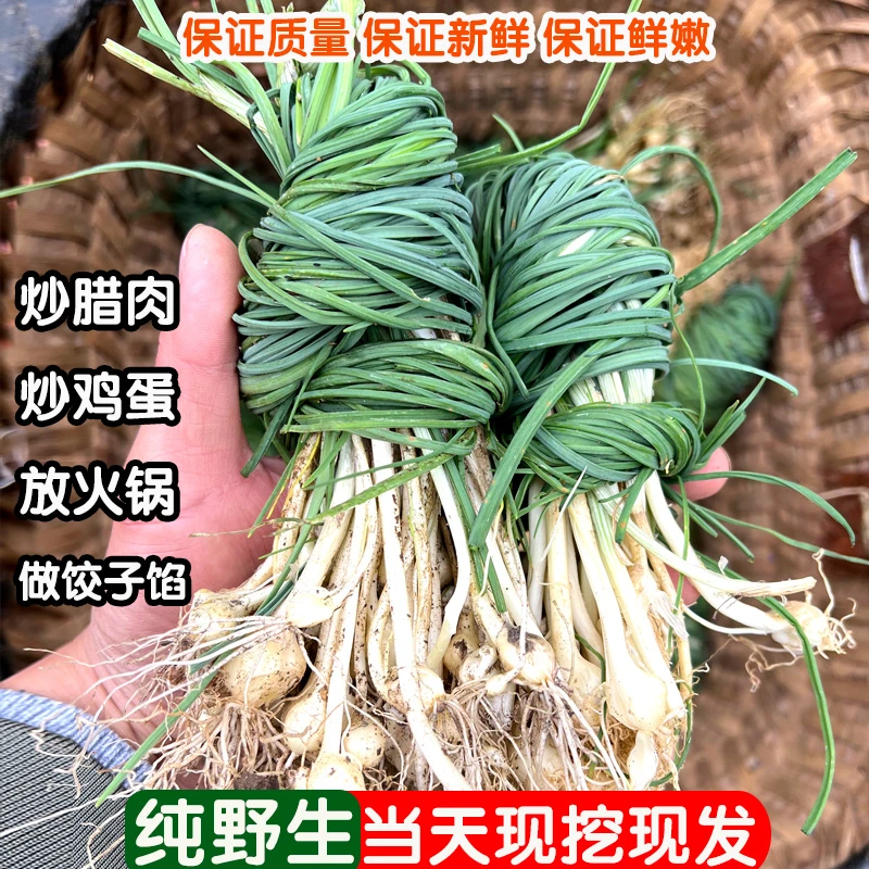 贵州土特产野葱新鲜现挖香葱沙葱野生小根蒜苦蒜胡葱现挖现发