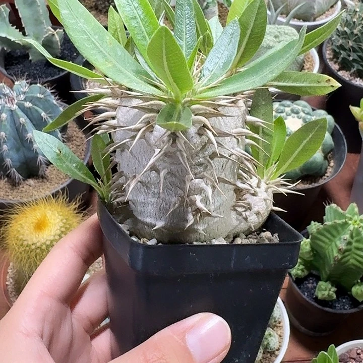 西巴女王仙人球1234