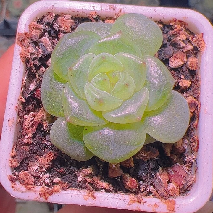 拍款黄甜心多肉单头