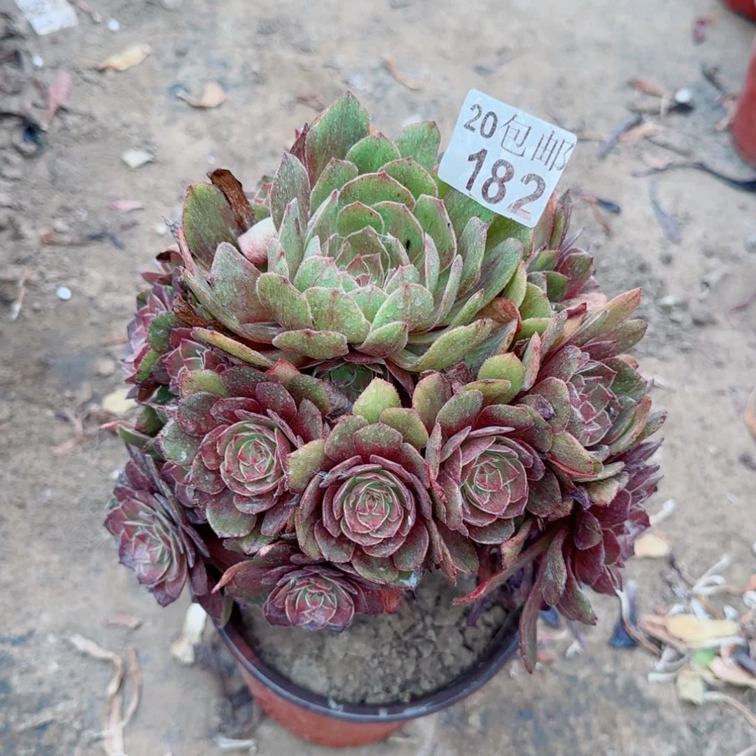 红丝绒多肉182满20包邮断枝不包