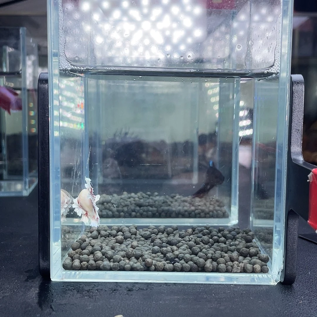 斗鱼34号914晚绣球