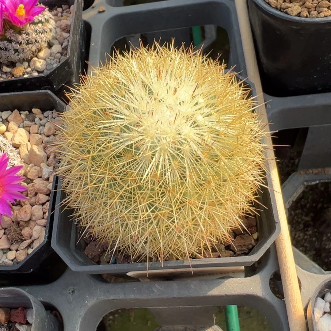 实生根金纤丸多肉植物带盆土