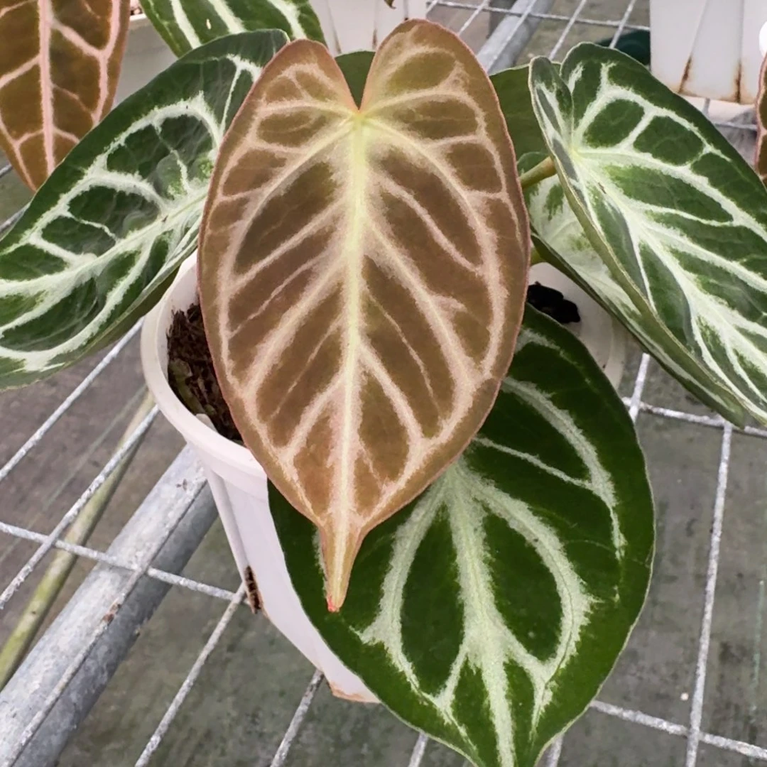不开花植物银色面纱F2