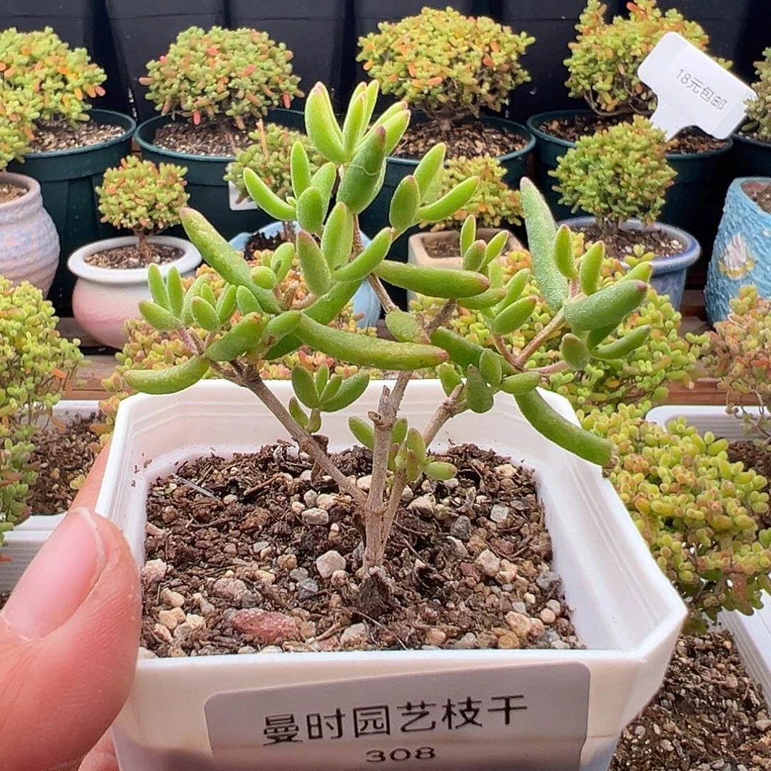 308号香蕉12.5多肉