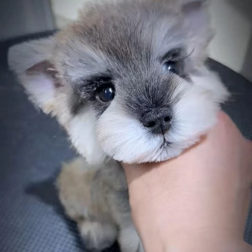 （鸿运家）活体雪纳瑞狗狗全款链接579