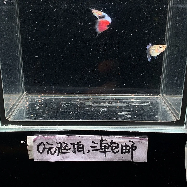孔雀鱼紫礼服跑红一对