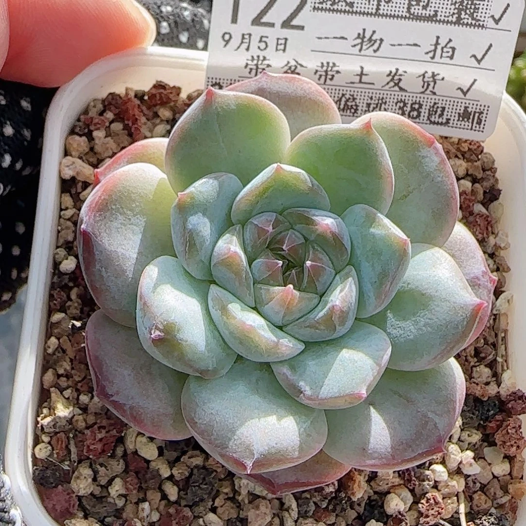 多肉0905-122糖心糖心