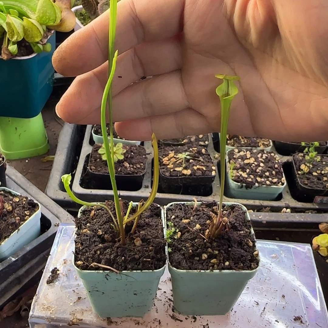 完全开放帝王黄+铜帽黄