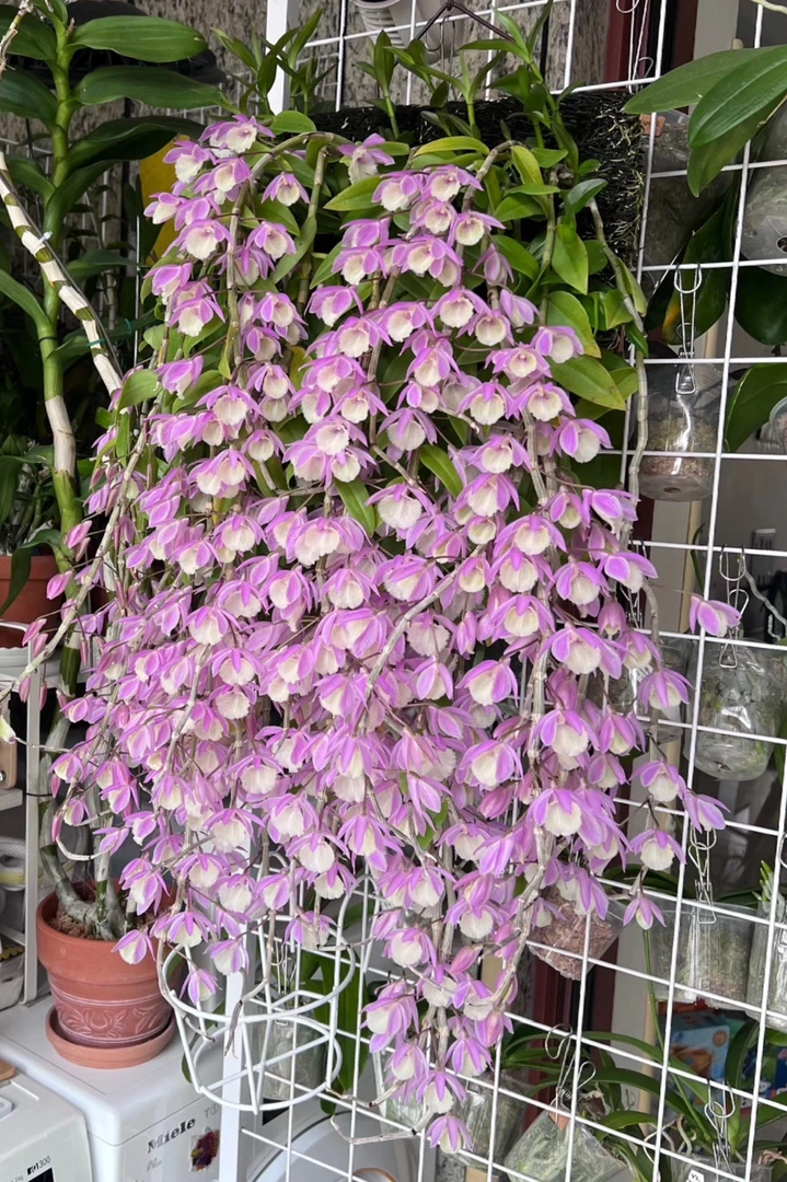 天宫石斛，带花苞，花色艳丽，爆花量大，可做花墙花瀑布