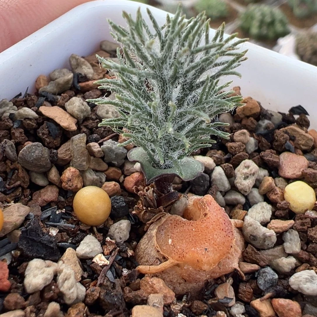 雾冰玉多肉植物盆栽植物