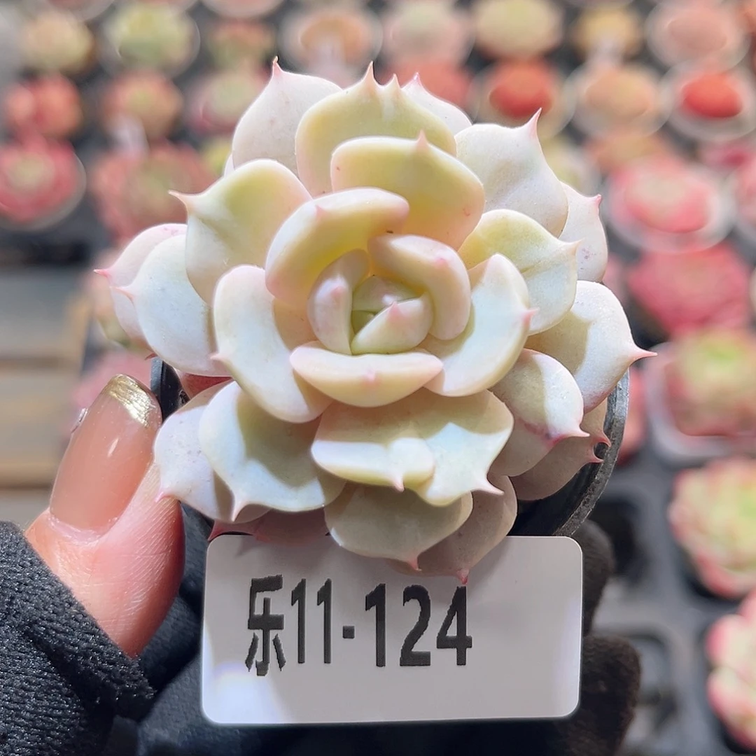 乐11-124 雪域单头