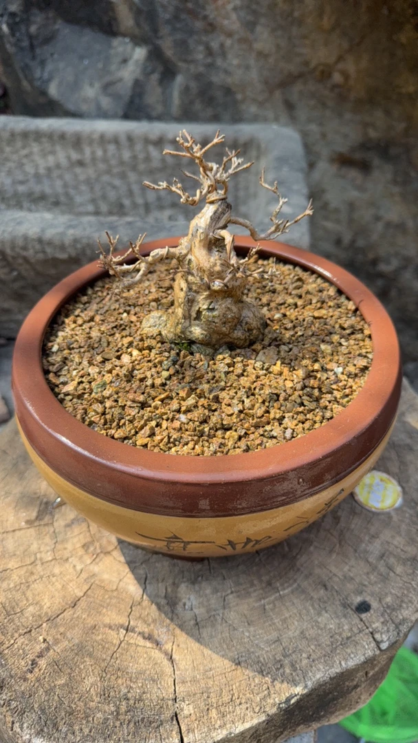 天然风化石颗粒盆栽4.8公斤