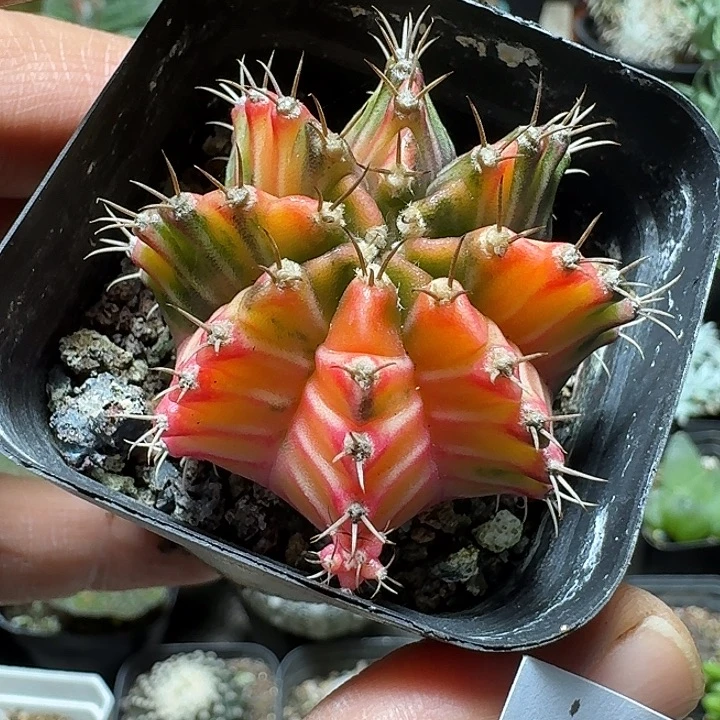 291肋骨牡丹锦脱土发货