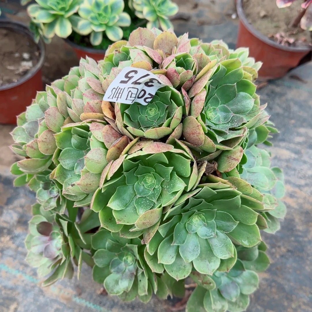 沙拉万375满20包邮断枝不包