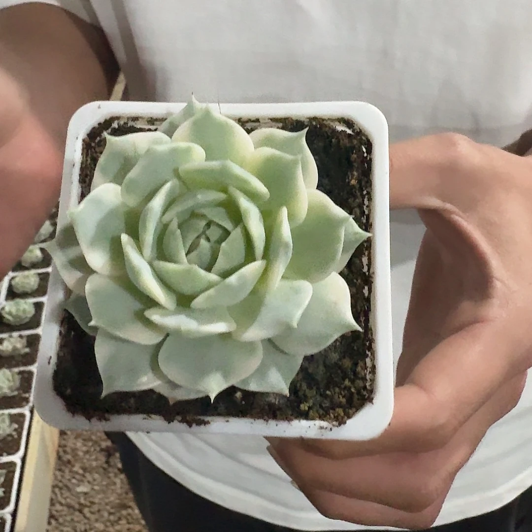 露娜莲锦多肉植物