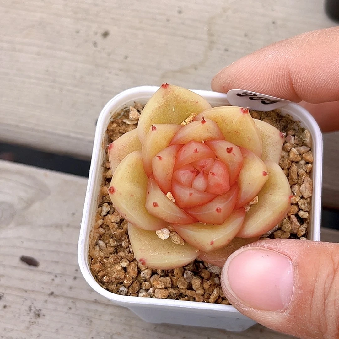 989 柠檬芭菲  满18包邮