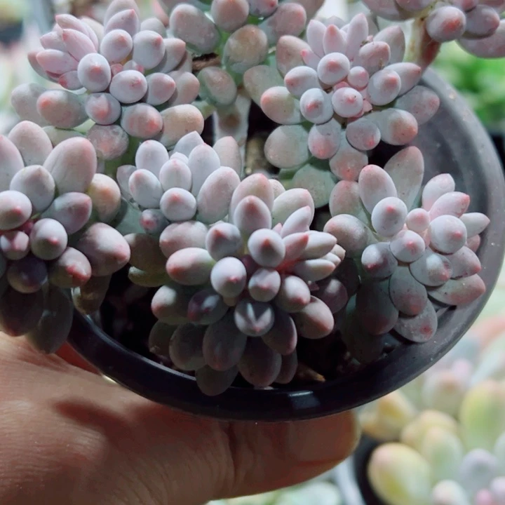 婴儿手指老桩多肉植物