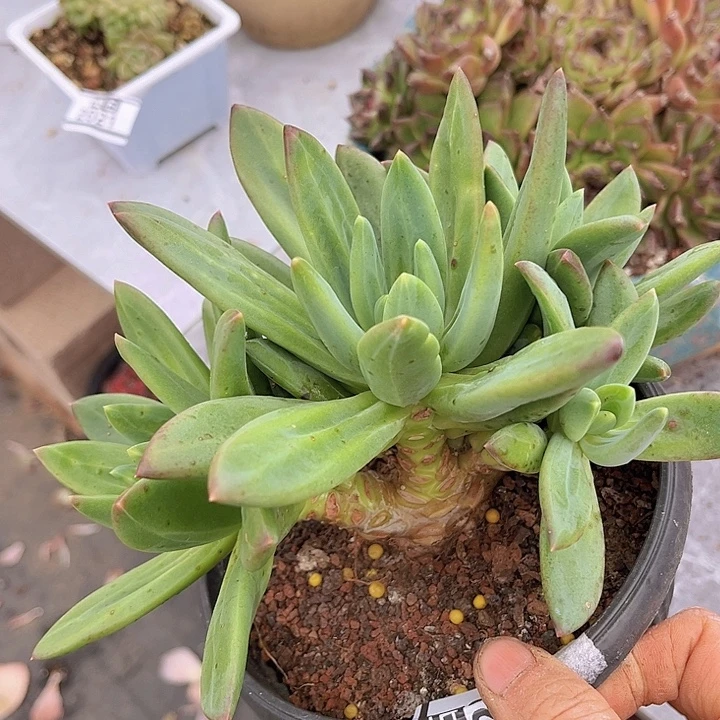 海洋之歌2023多肉植物