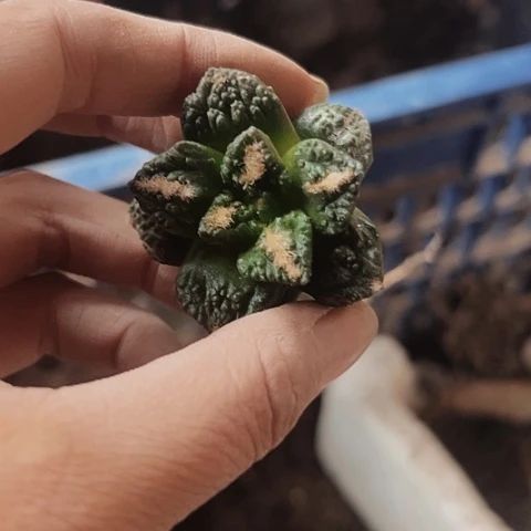 785仙人球福利大放送