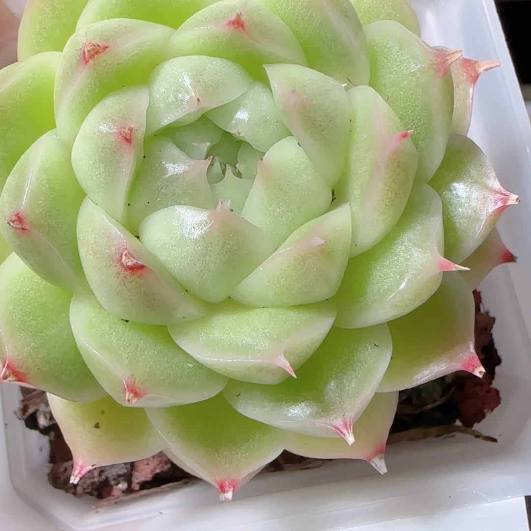 花语多肉1221-26包子