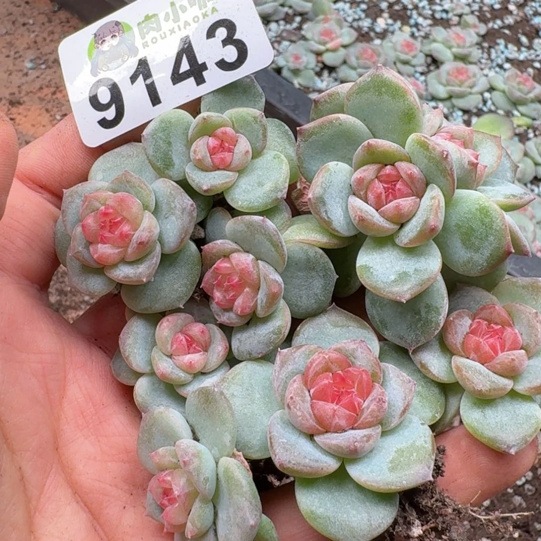 多肉植物多肉植物