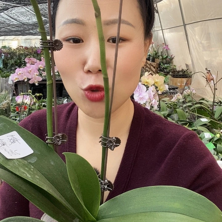 无花朵维维安蝴蝶兰