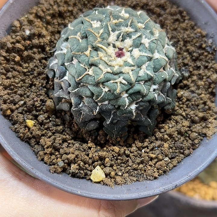61号自根馒头姬5.8公分