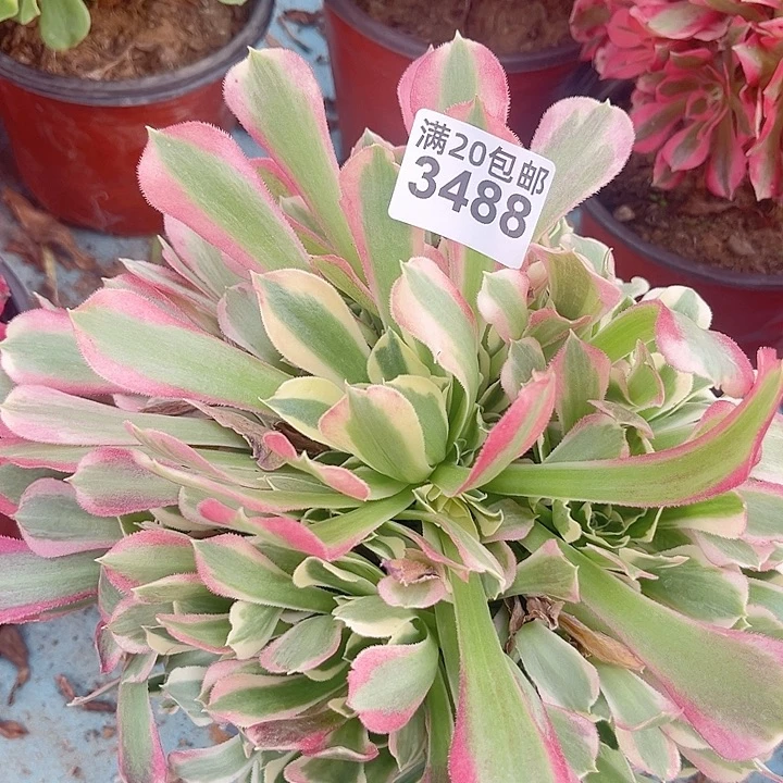 一颗白凤法师3488