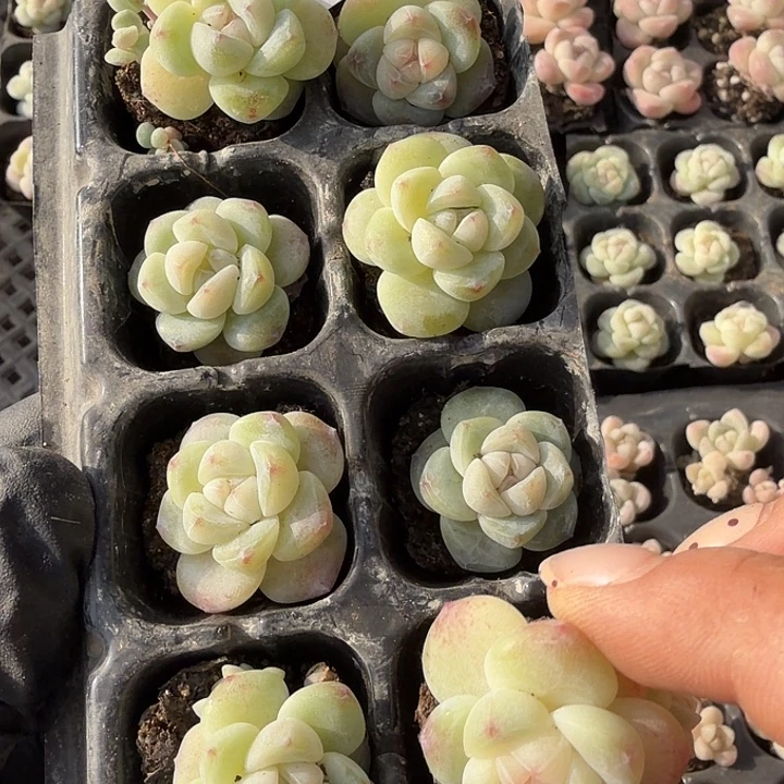 58号到手1框一物一拍
