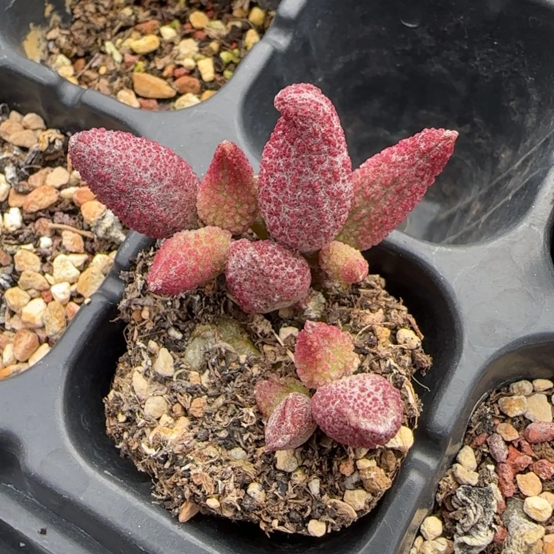 猪尾巴水泡多肉植物