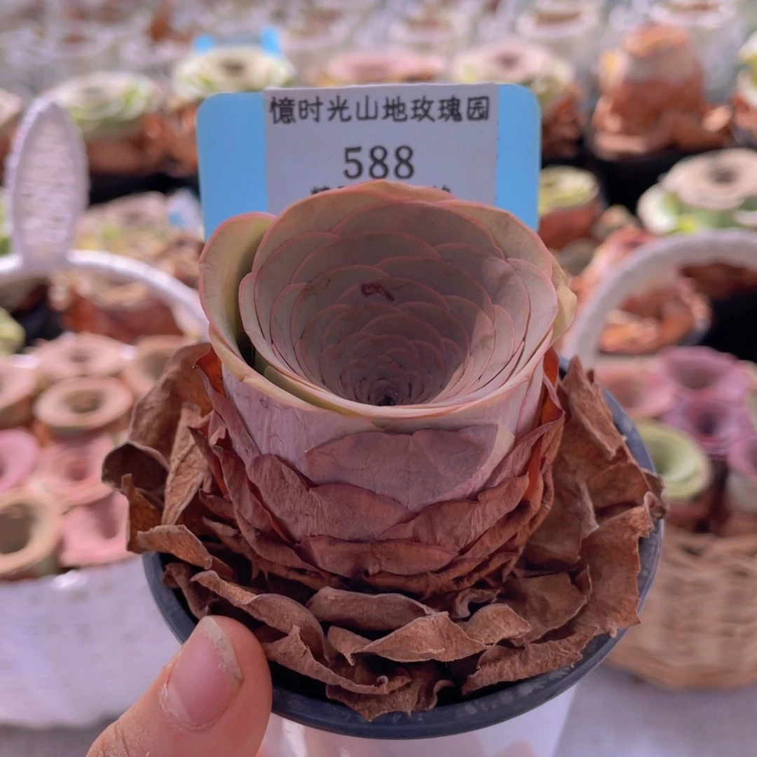 山地玫瑰588裸根发货不售后