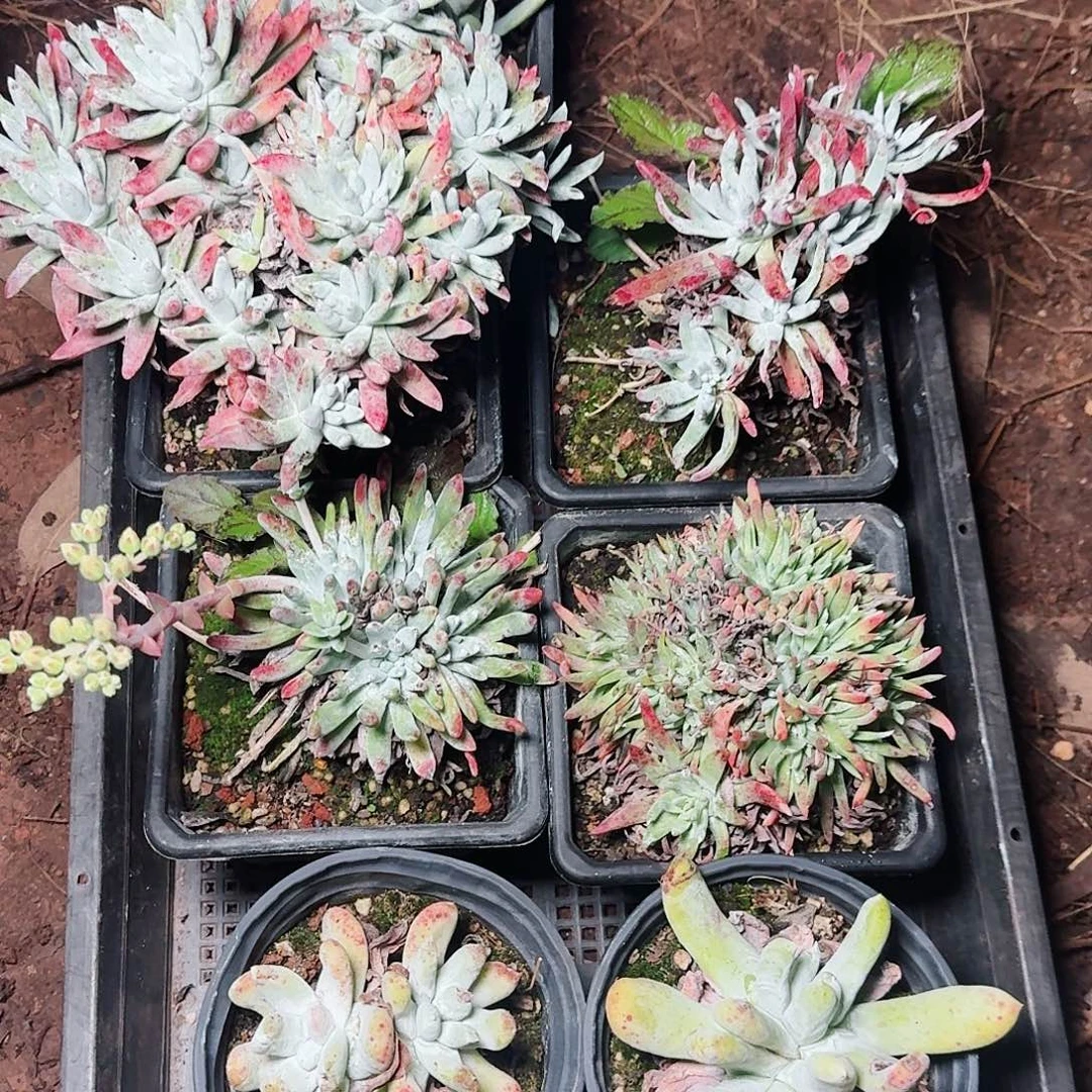 1849六课瑕疵多肉