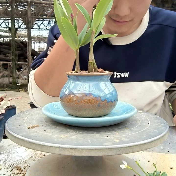 栗****客小盆景小植物一物一拍48