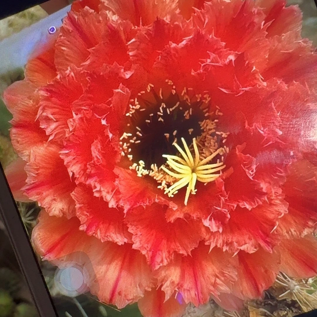 清一侧芽5公分毛花柱
