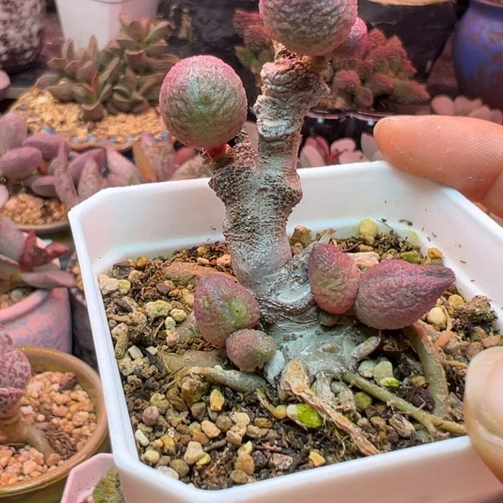 一物一拍，感谢支持