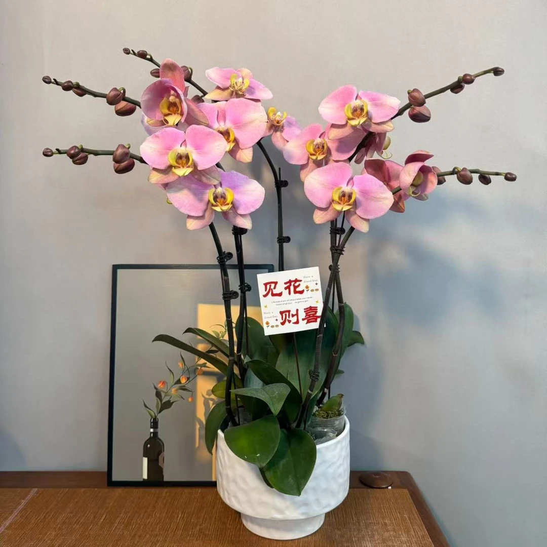 蝴蝶兰【巴哈马】复古粉色植株室内礼品花高端绿植花卉小众品种