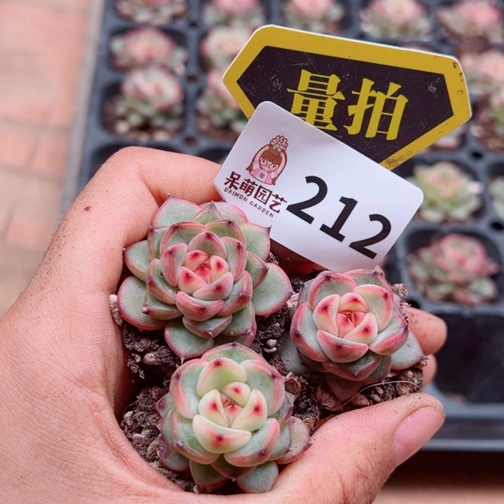 多肉植物多肉植物