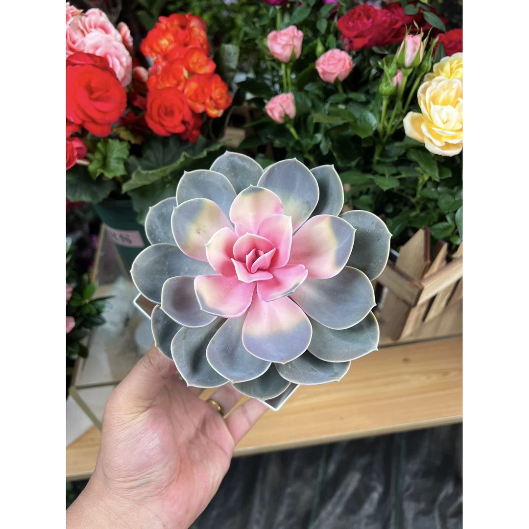 （新疆包邮）红心莲多肉彩虹紫珍珠花卉绿植室内阳台 盆栽