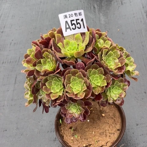 551欧紫不包断枝