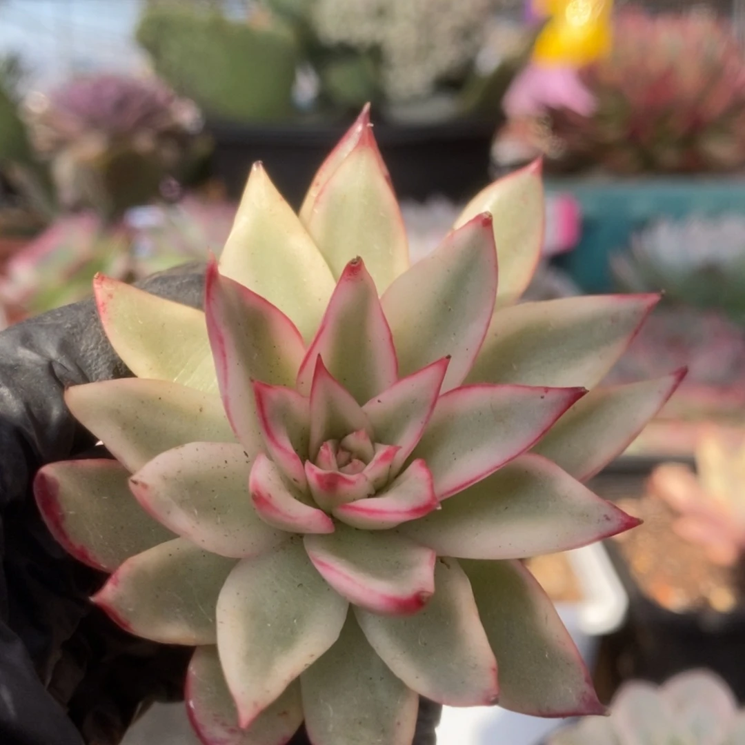 671吉赛尔锦锦锦锦